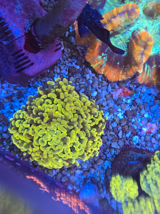 Gold Tip Green Stalk hammer colony