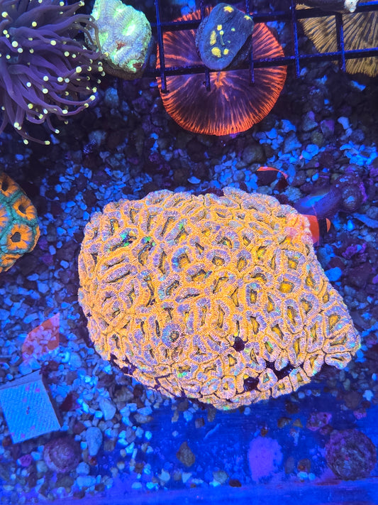 XXL Rainbow Acan Colony