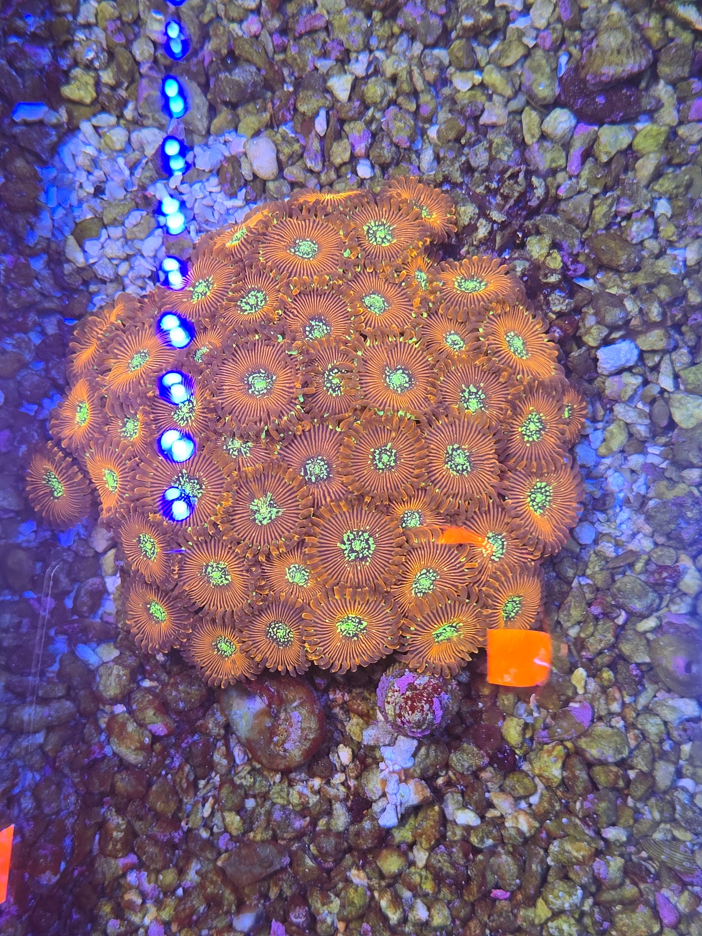 Magician Zoa Colony