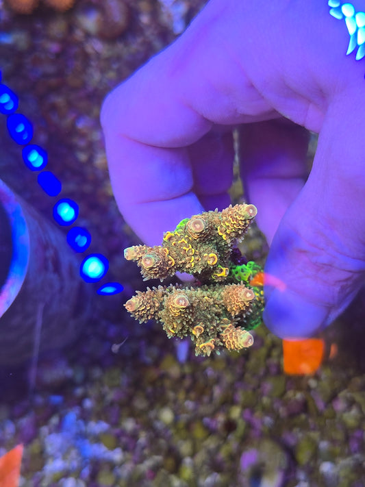 XL Rainbow Acro Frag