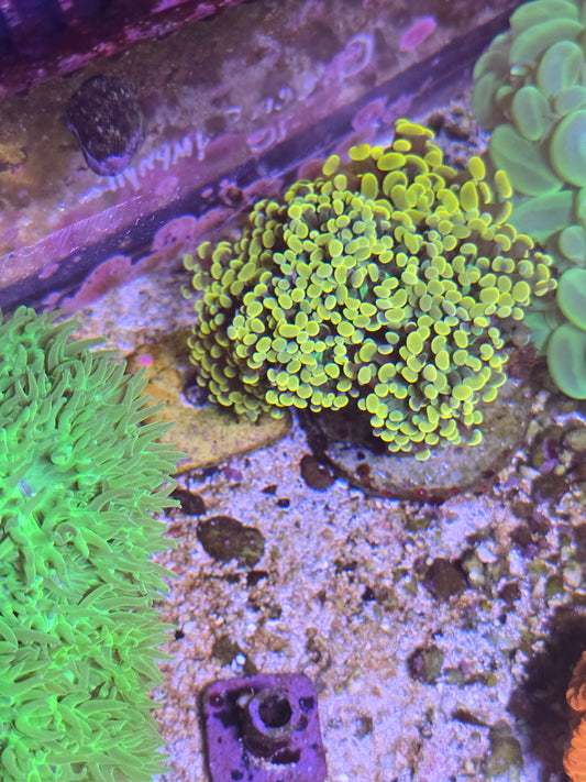 Gold Tip Green Stalk Hammer Colony