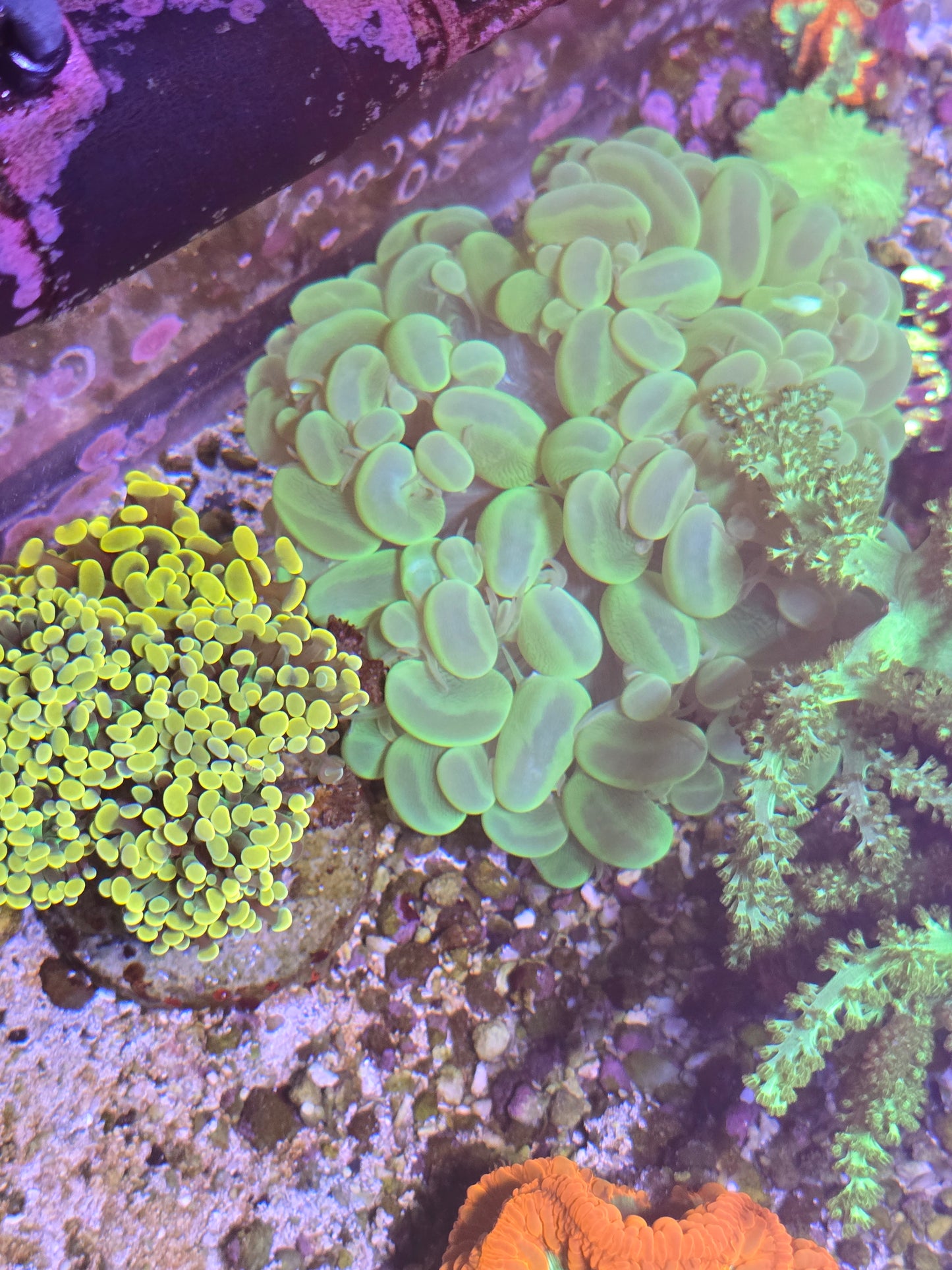 Big Bubble Coral