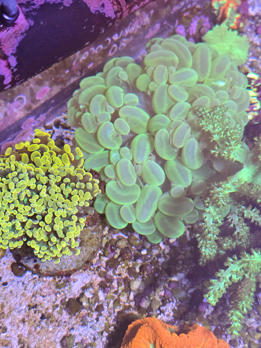 Big Bubble Coral