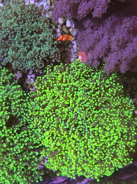 Bright Green Frogspawn Colony