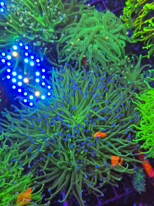 Blue tip Torch Colony