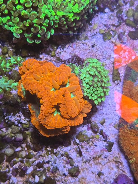 Bright Red Blasto Colony with Cyhpatrea Chunk