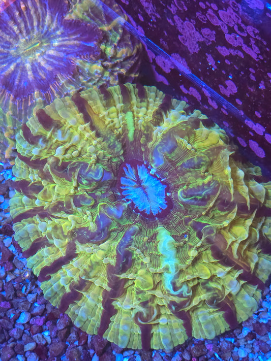 Indophyllia