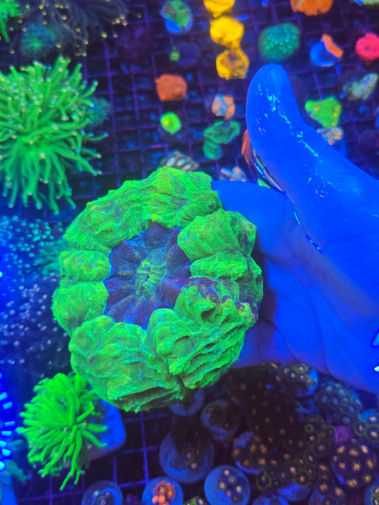 Blue streak Acantho