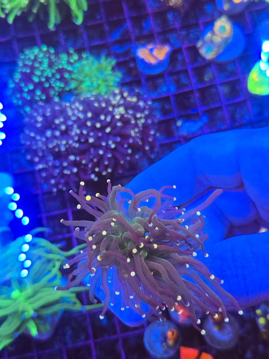 Malaysian Cotton Candy Torch