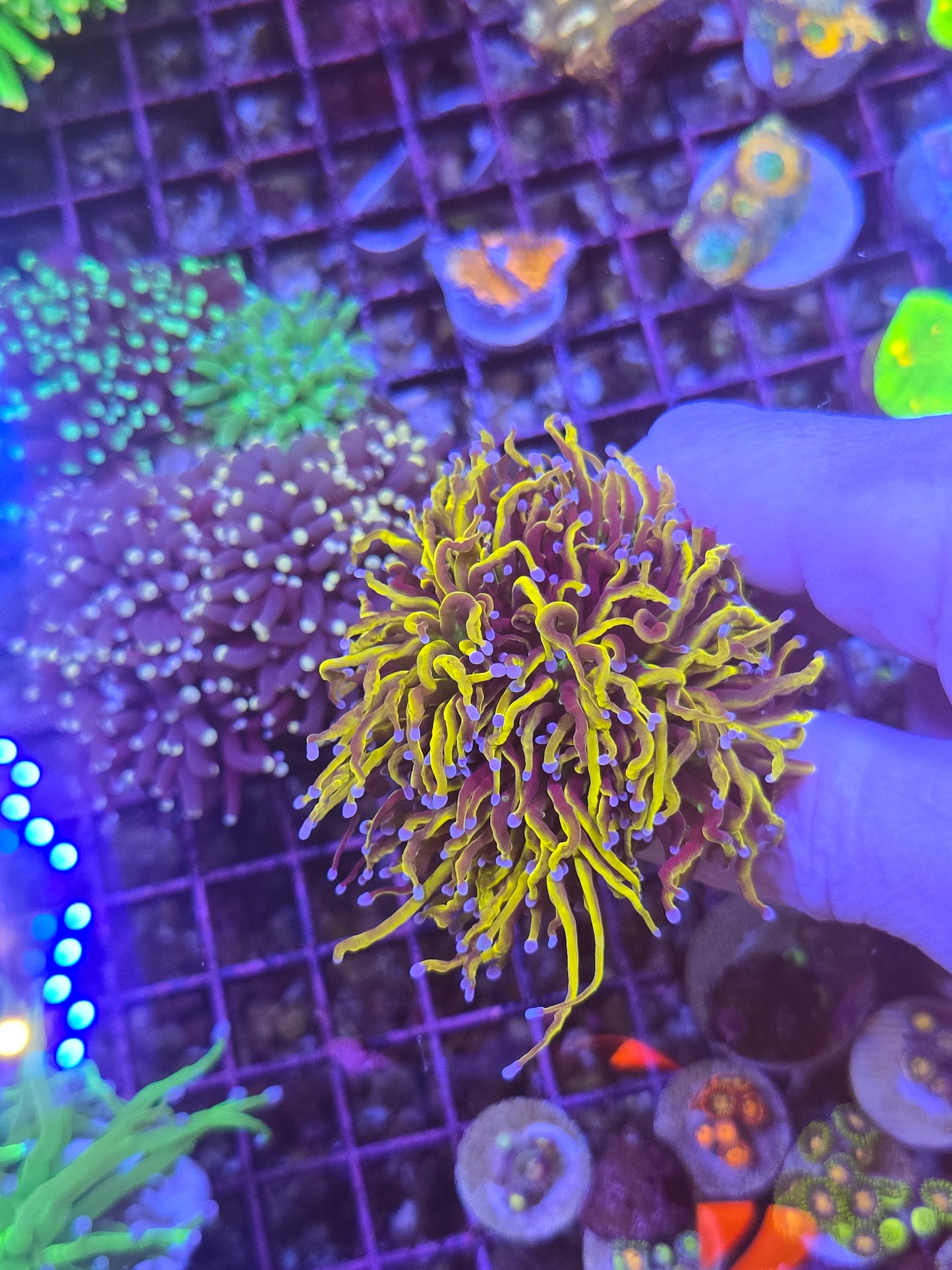New York Kincks Cluster