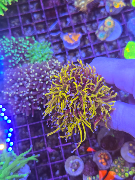 New York Kincks Cluster