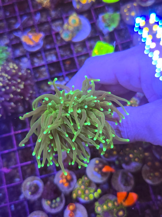 Double Indo Green Torch
