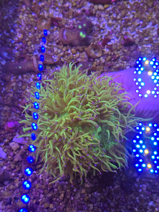 Jakarta Blue Tip Elegance