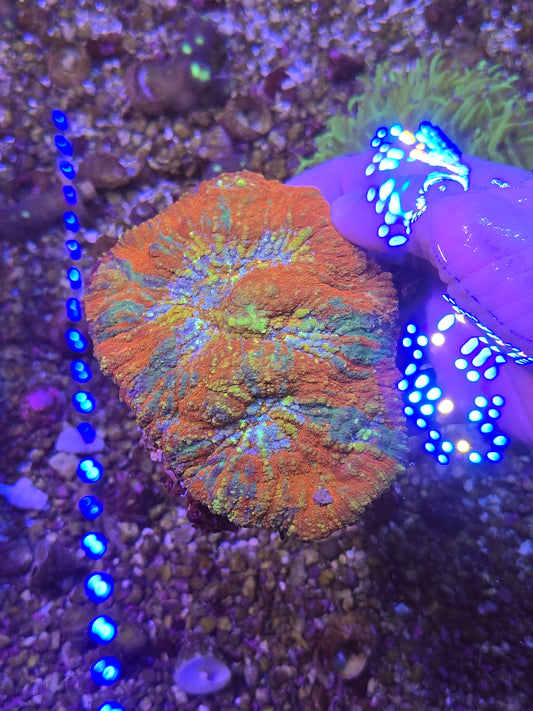Large Rainbow Australomussa