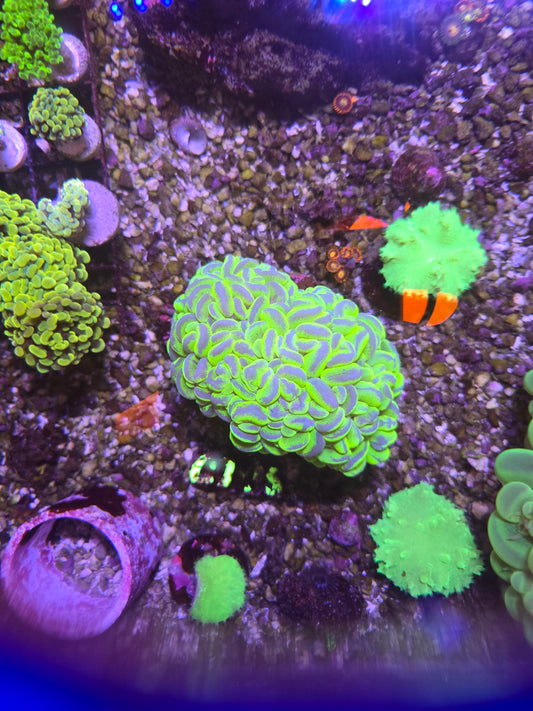 Splatter Bubble Coral