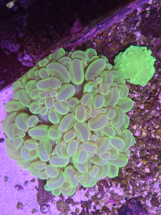 XL Bubble Coral