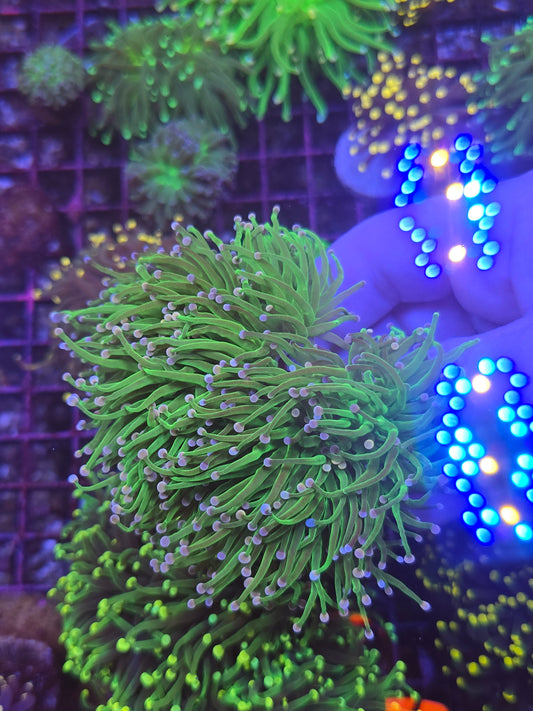 Indonesian Cotton Candy Mini Colony